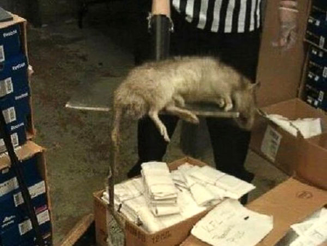 Con chuột khổng lồ này đã bị giết ở trong một cửa hàng hãng Foot Locker ở khu Bronx, New York, Mỹ tháng 1/2012. 